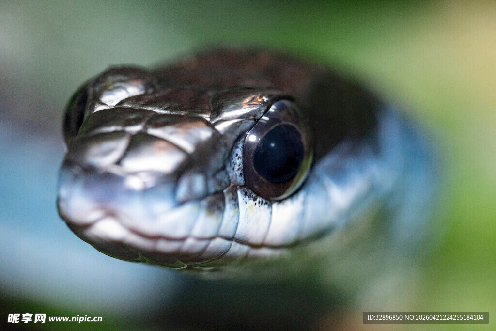 特写神秘蛇类的深邃眼眸