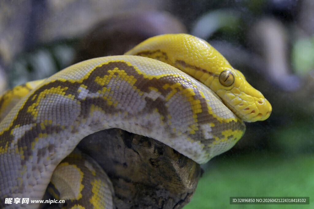 金黄蟒蛇特写画面