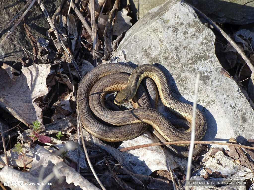 草丛中盘绕的花纹蛇
