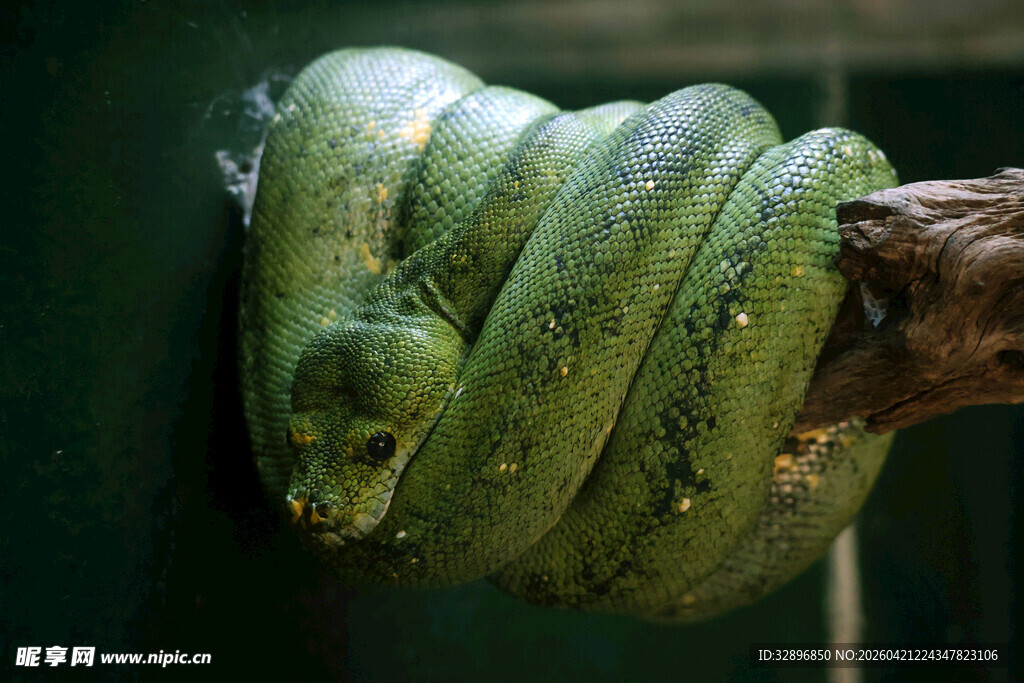 盘绕树枝的翠绿蟒蛇