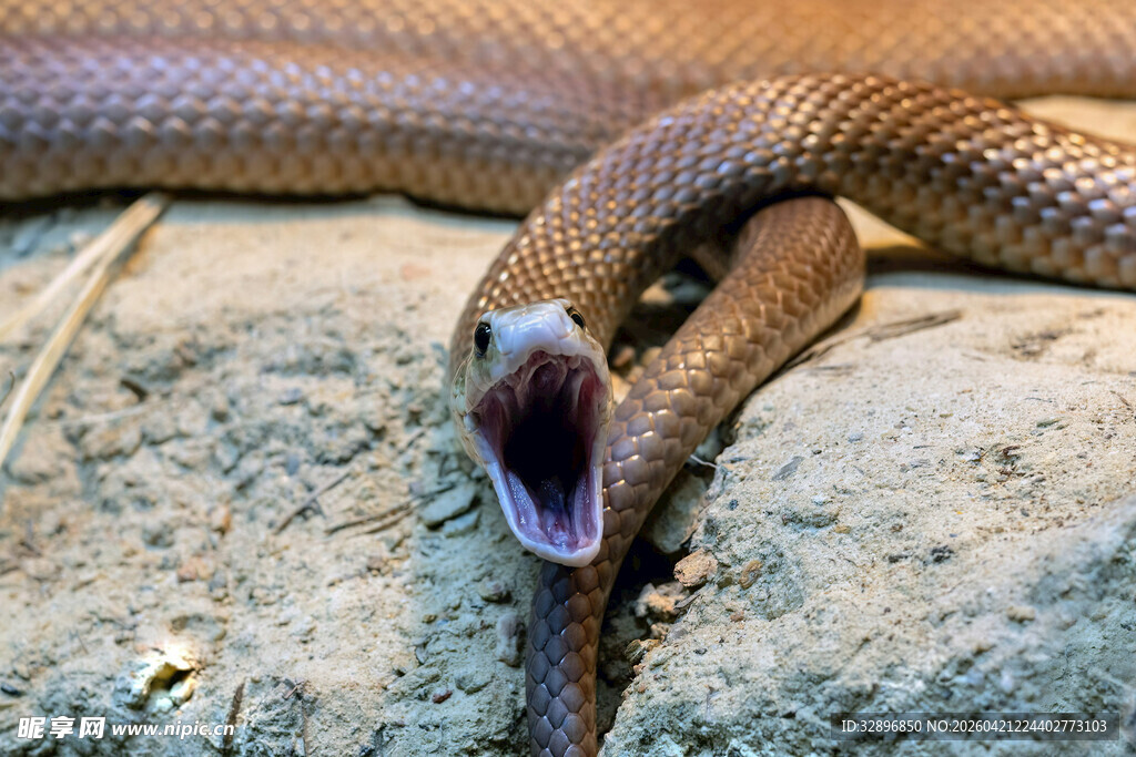 张嘴的蛇展示锋利牙齿
