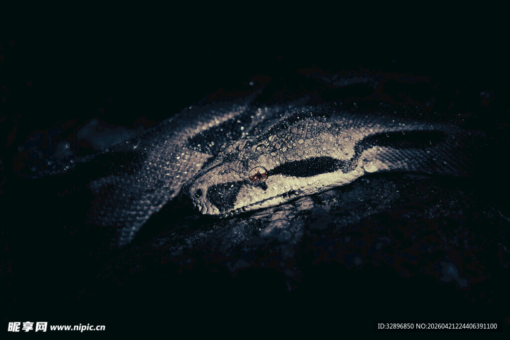 黑暗中的神秘动物身影