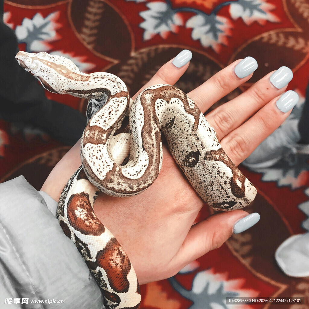 手托斑斓蛇尽显独特魅力