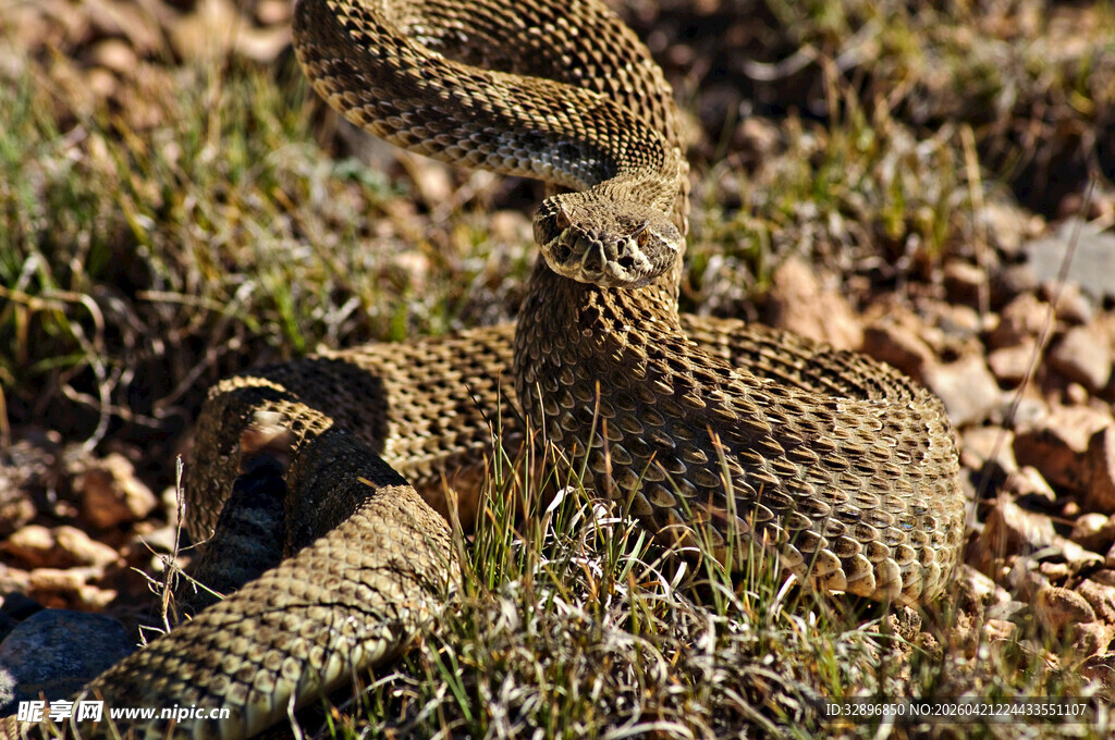 草丛中的响尾蛇