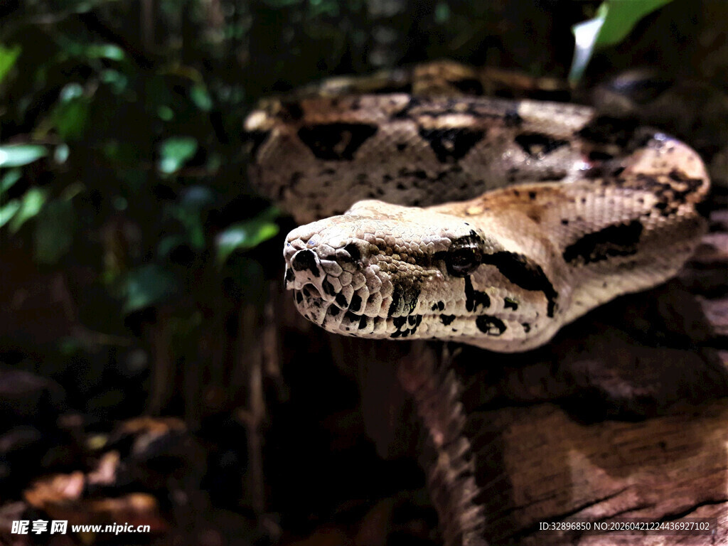 盘绕树干的花纹蟒蛇