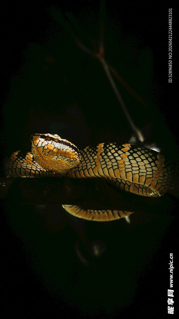 水中的金色鳄鱼