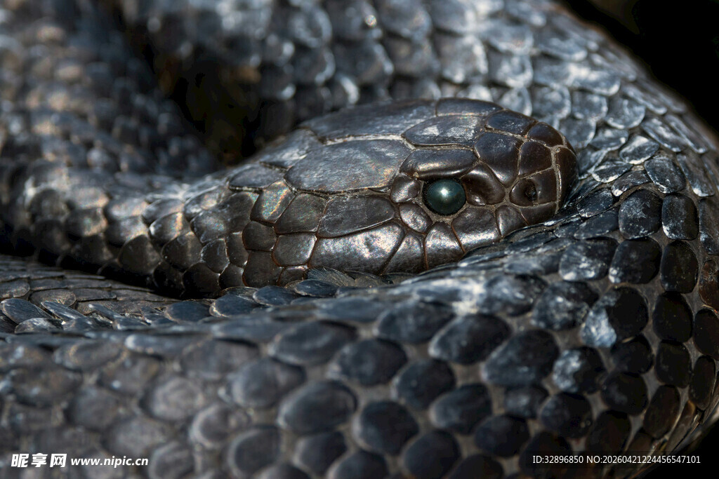 盘绕的黑蛇特写