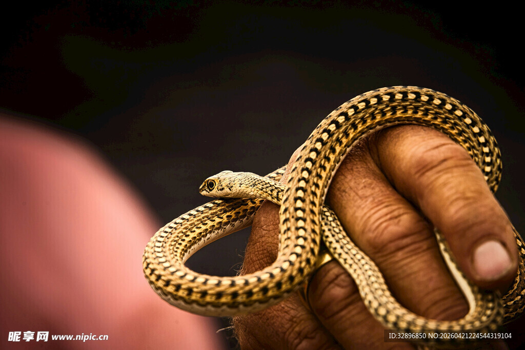 手中缠绕的精致金色小蛇
