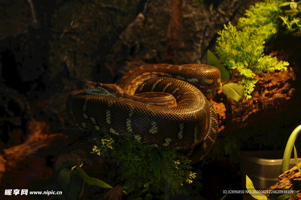 丛林中盘绕的神秘蛇类