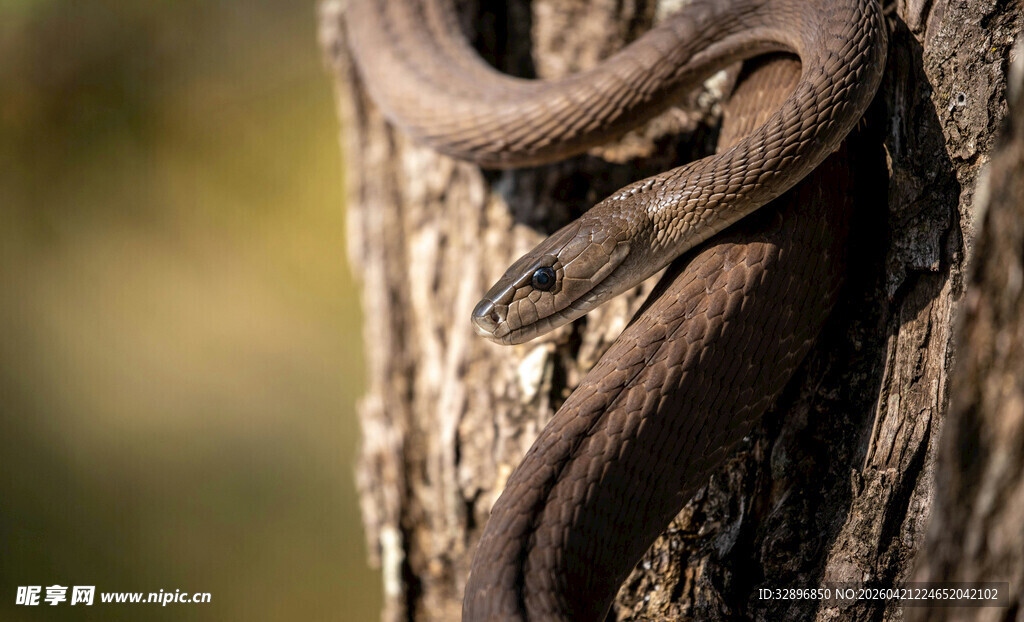 缠绕树干的褐色蛇