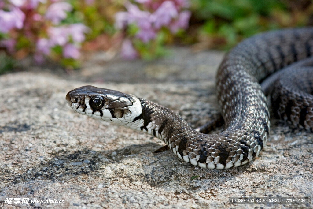 岩石上的花纹蛇