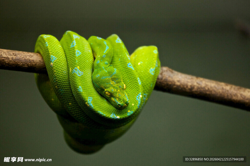 翠绿树蛇盘于树枝