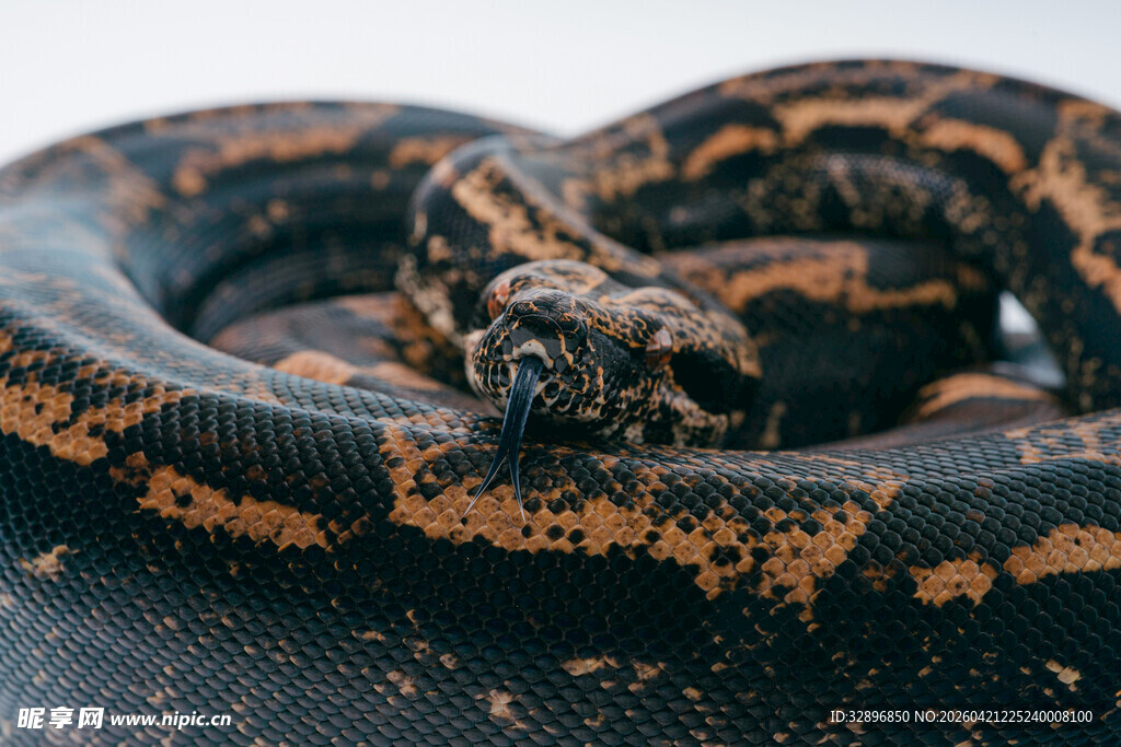 花纹斑斓的盘绕蟒蛇