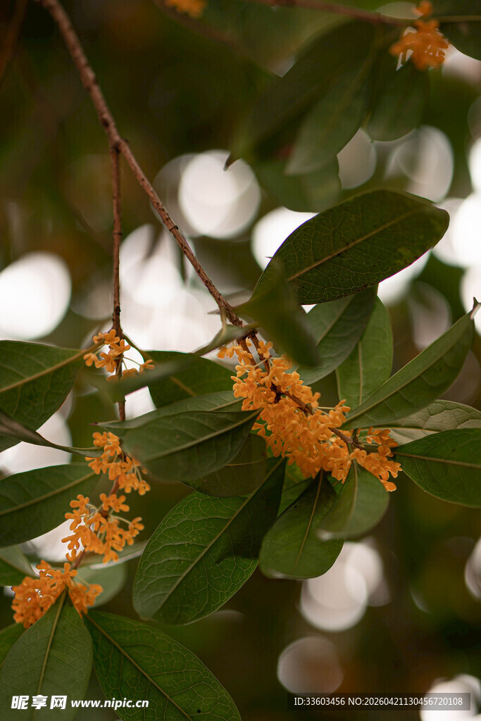枝头绽放的小巧橙色桂花