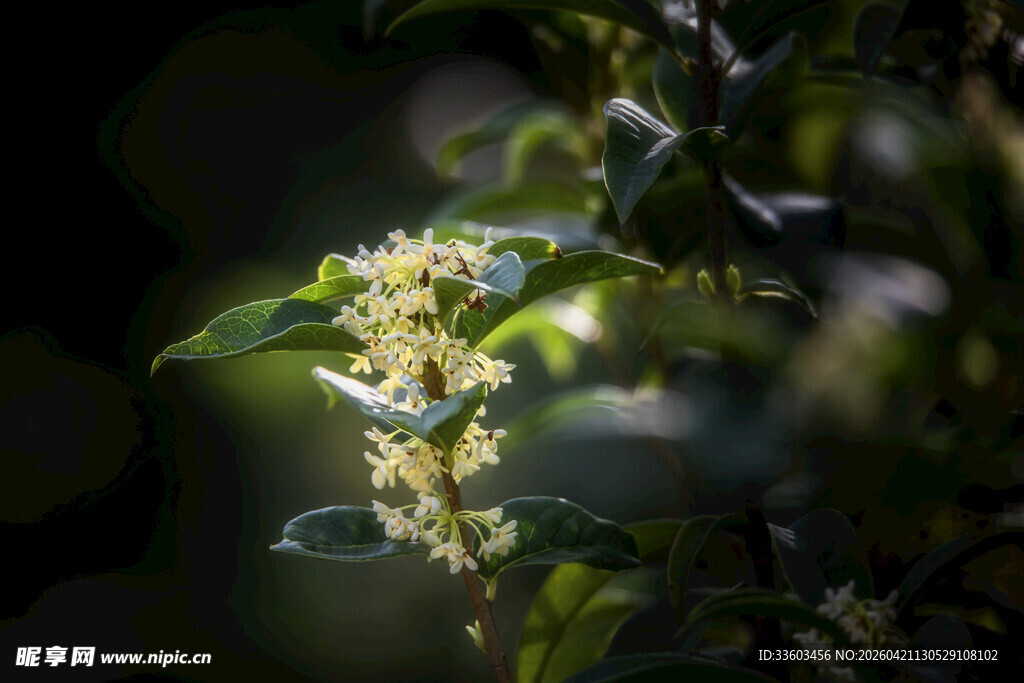 阳光下的嫩绿植物花朵