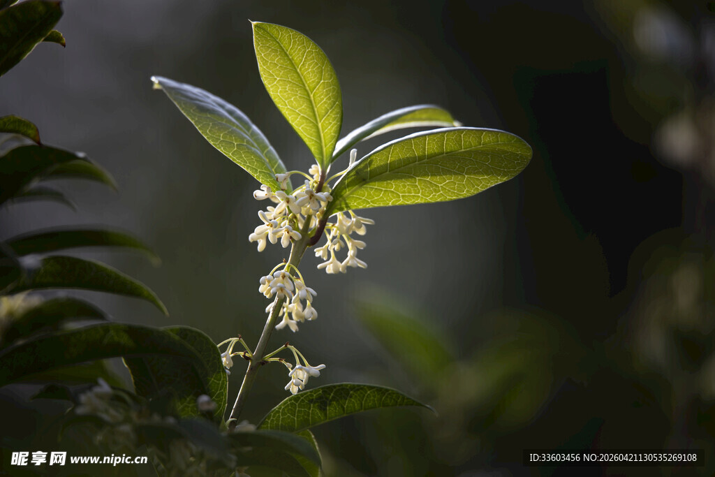清新绽放的嫩绿花朵