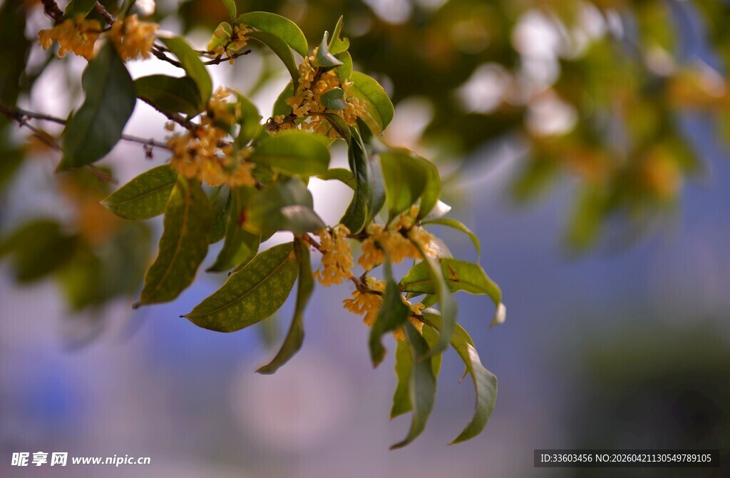 枝头绽放的清新桂花