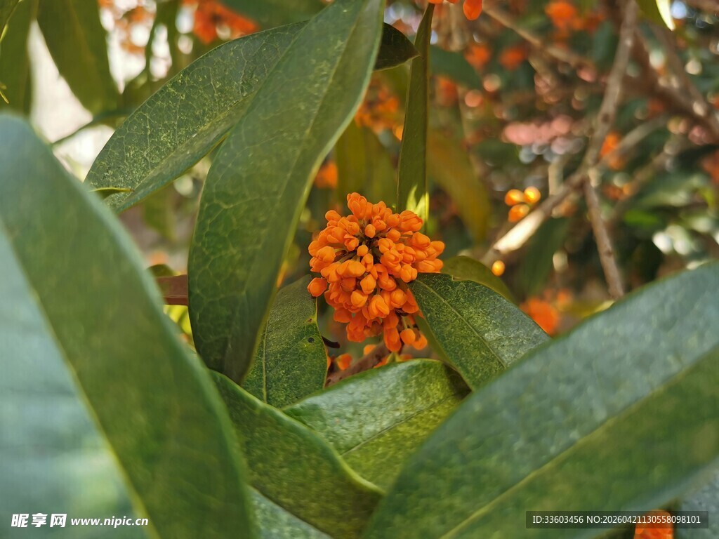 绿叶间的橙色小花
