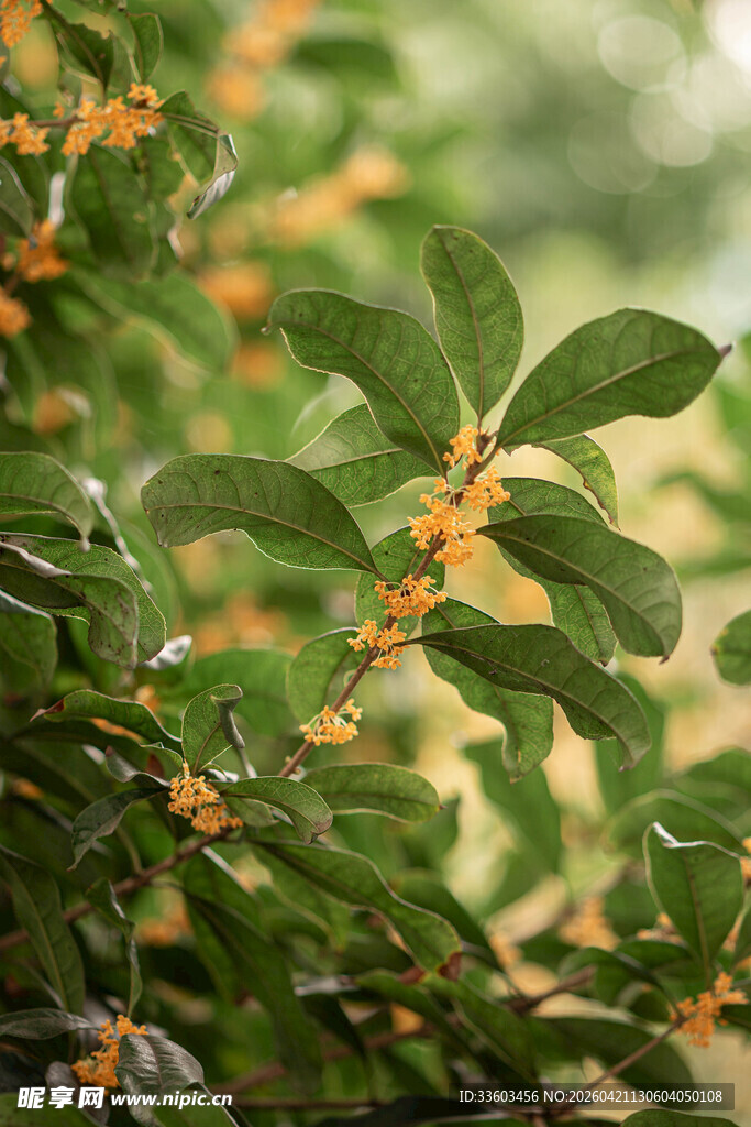 枝头橙黄小花绿叶相伴