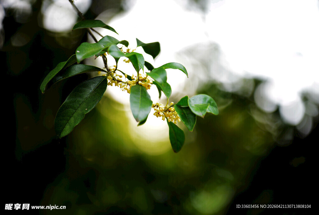 阳光下的嫩绿枝叶