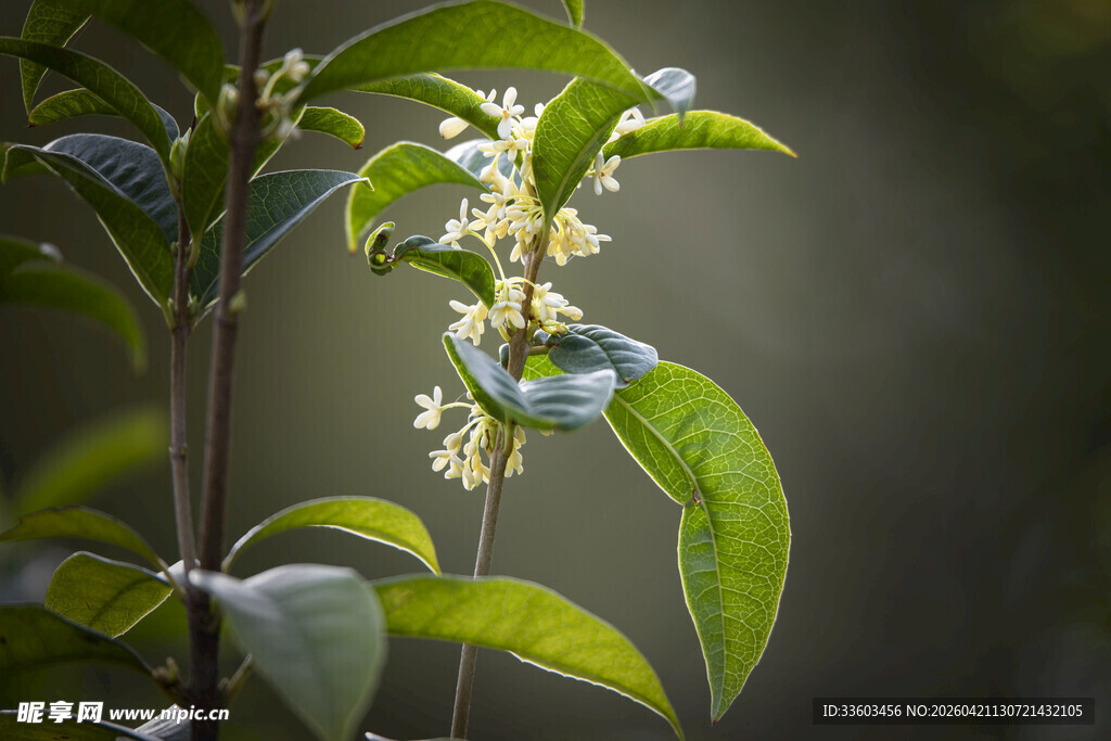 枝头绽放的清新桂花
