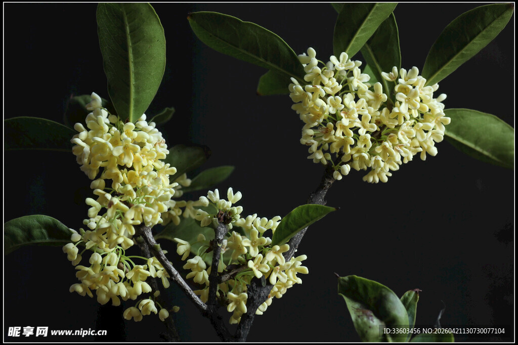 金黄桂花绽放枝头