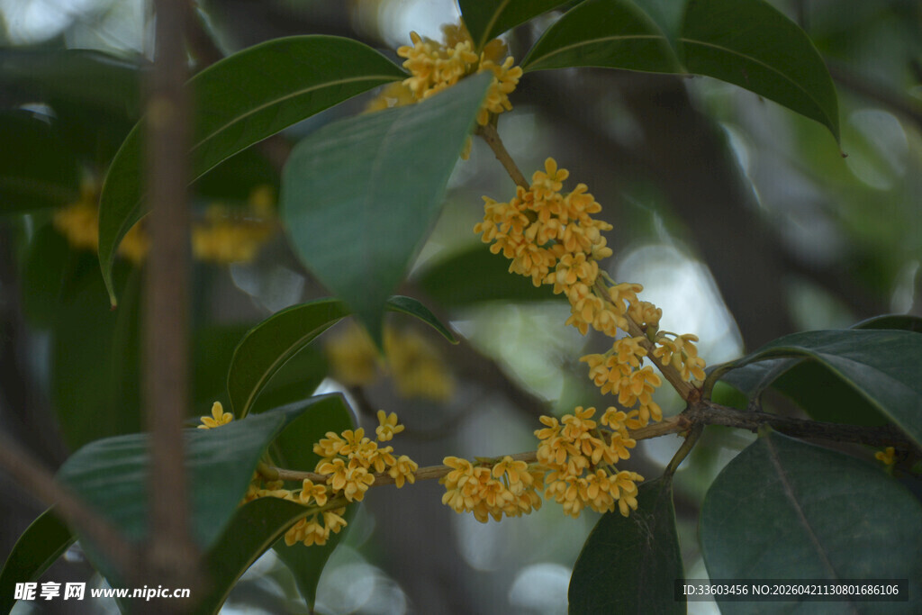 枝头绽放的金黄桂花