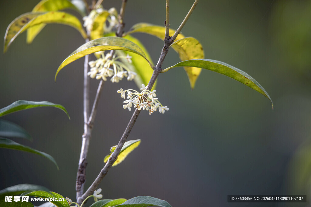 枝头绽放的清新白色小花