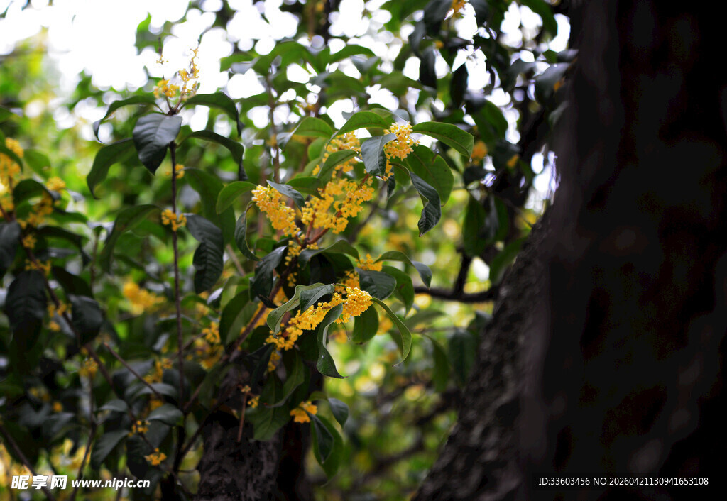 秋日枝头黄绿相间树叶