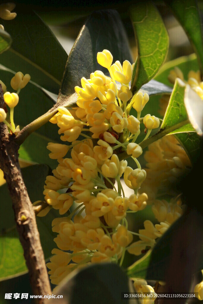 金黄桂花绽于枝头