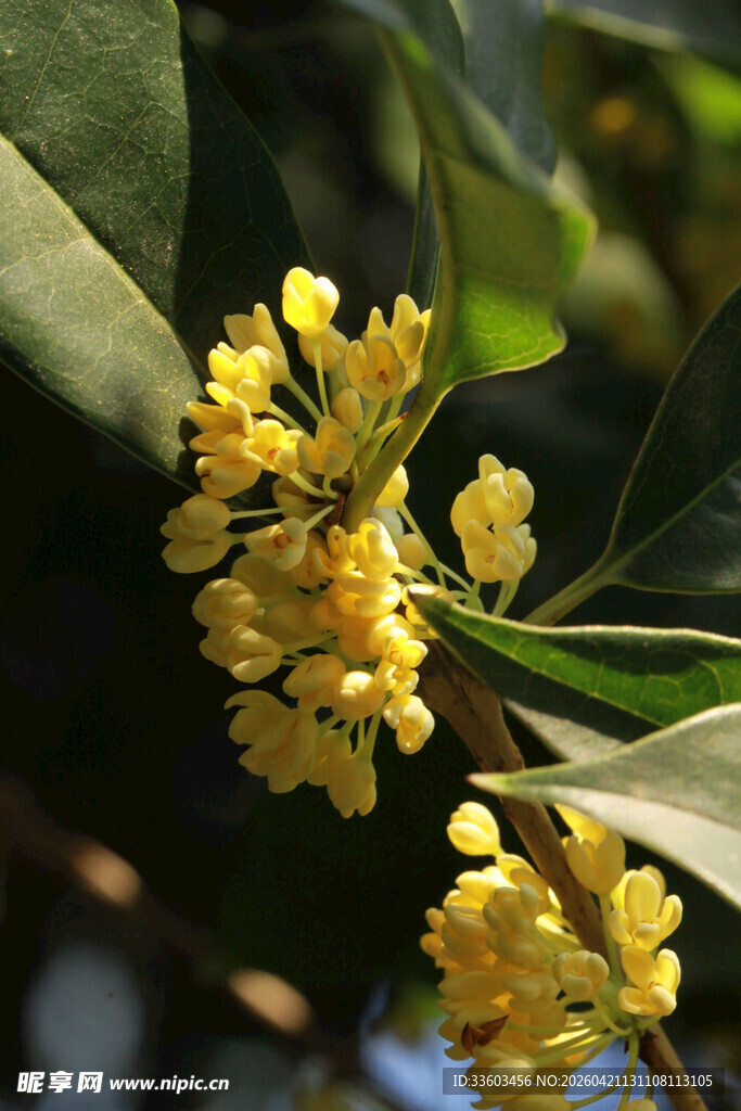 枝头绽放的金黄桂花