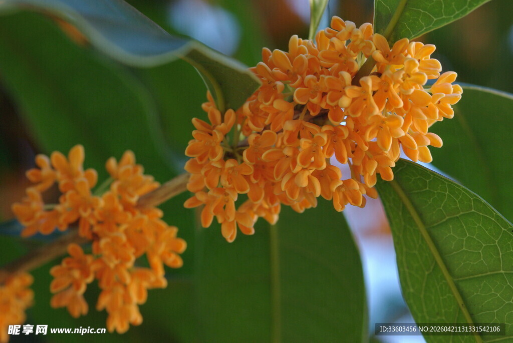 金黄桂花绽于翠绿枝叶间