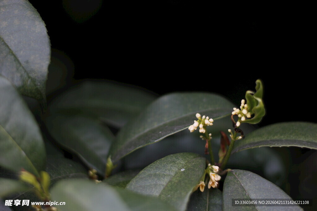 绿叶间的小巧黄色花朵