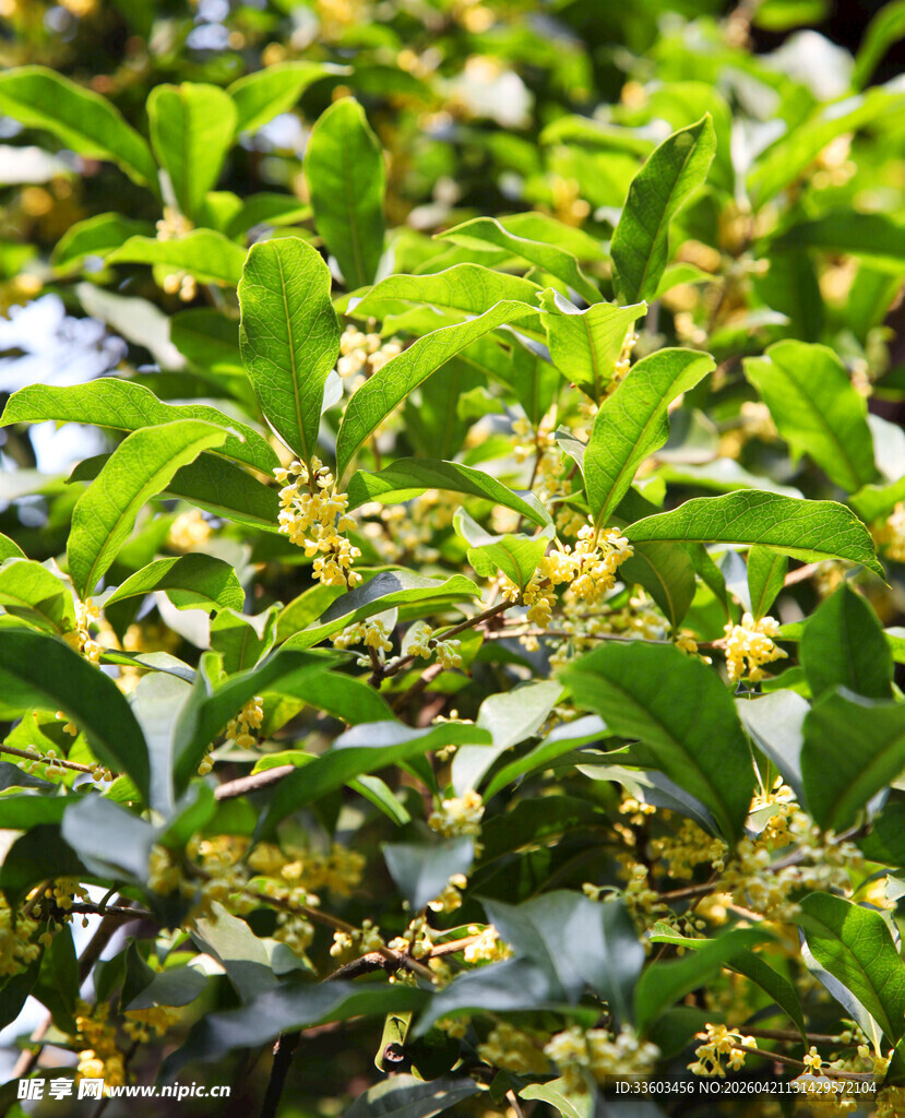 绿叶丛中绽放的细碎桂花