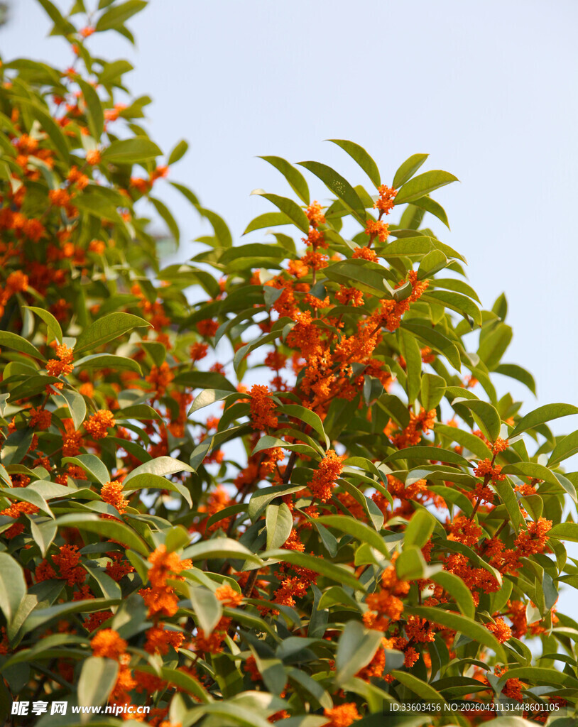 枝头橙果绿叶相映成趣