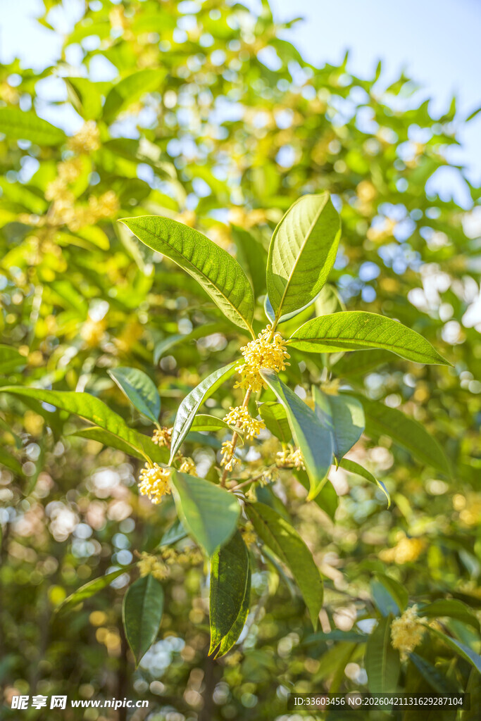 枝头绽放的清新黄色小花