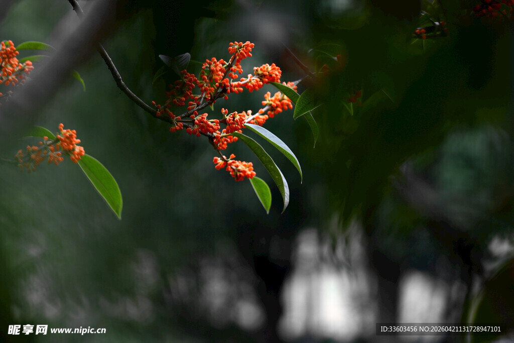 枝头橙花绽绿叶间