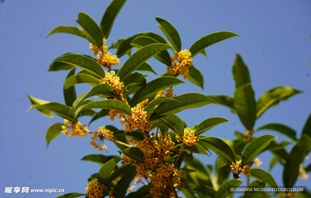 枝头绽放的金黄桂花