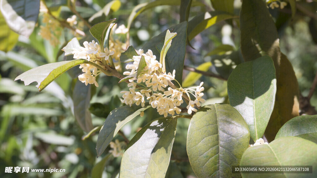 枝头绽放的白色花朵