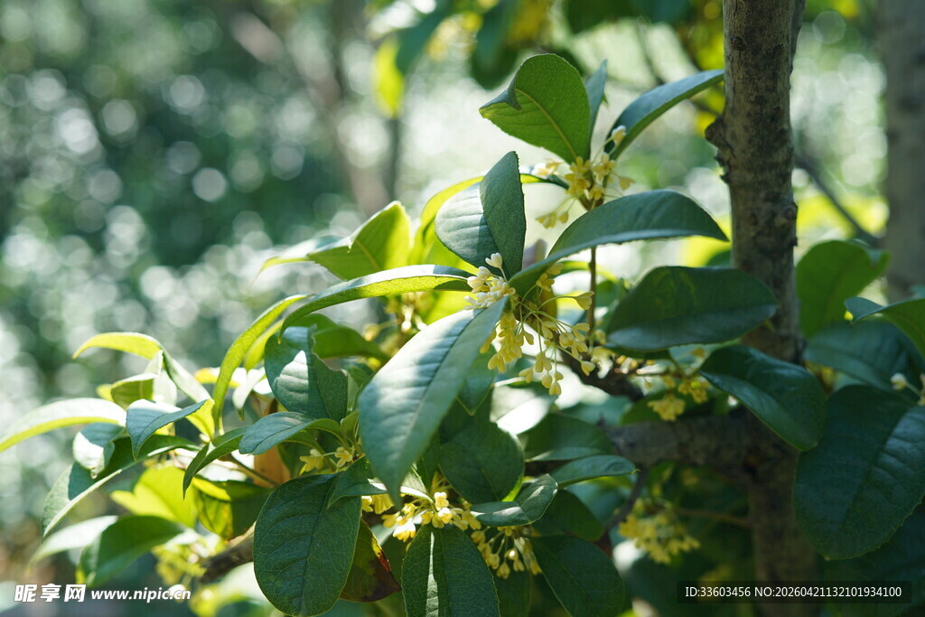 阳光下的翠绿树叶