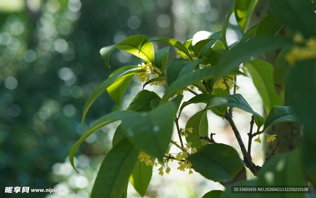 绿叶青翠的植物特写
