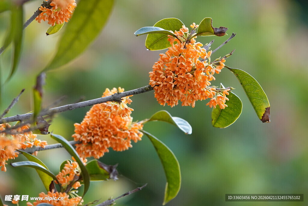 枝头金桂绽放沁芬芳