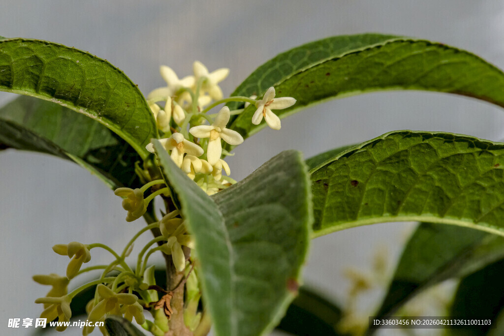 绿叶间绽放的黄色小花