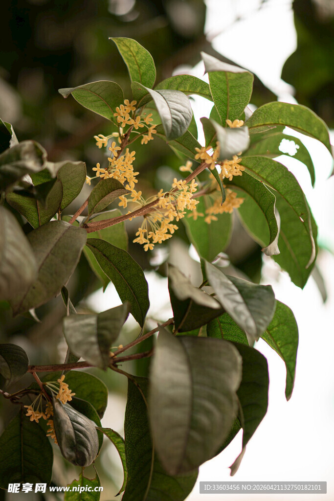 枝头绽放的簇簇桂花