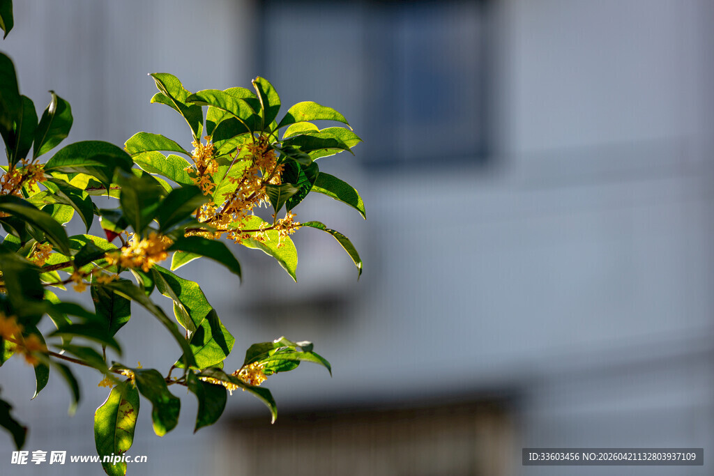 窗边翠绿枝叶特写