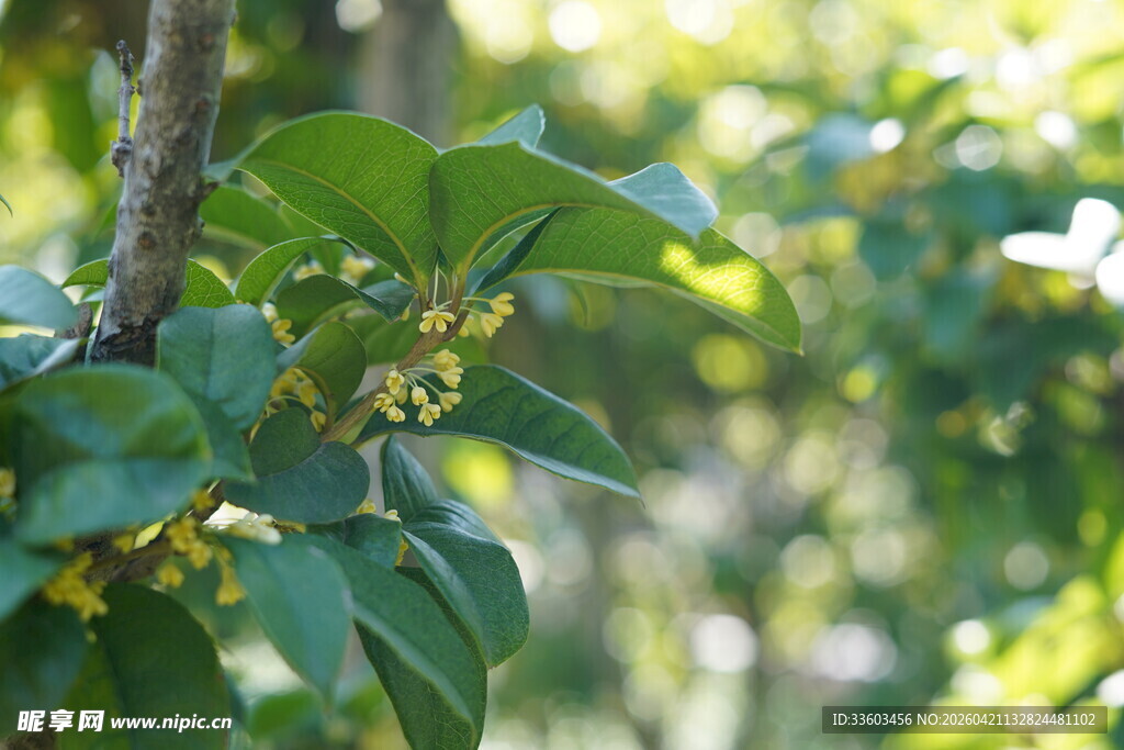 枝头绽放的嫩绿桂花