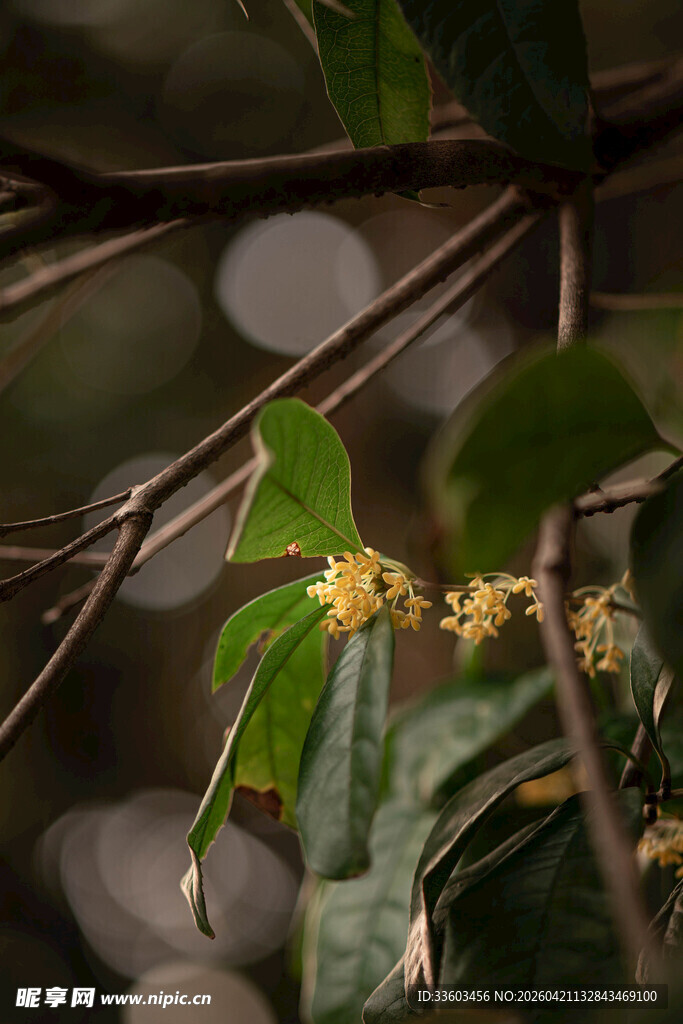 绿叶间的黄色小花