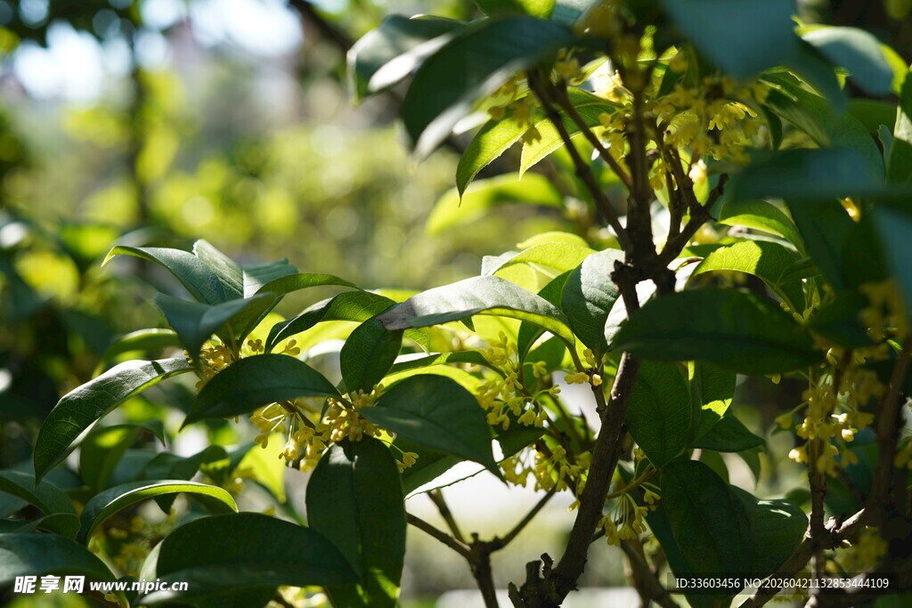阳光下的翠绿植物枝叶