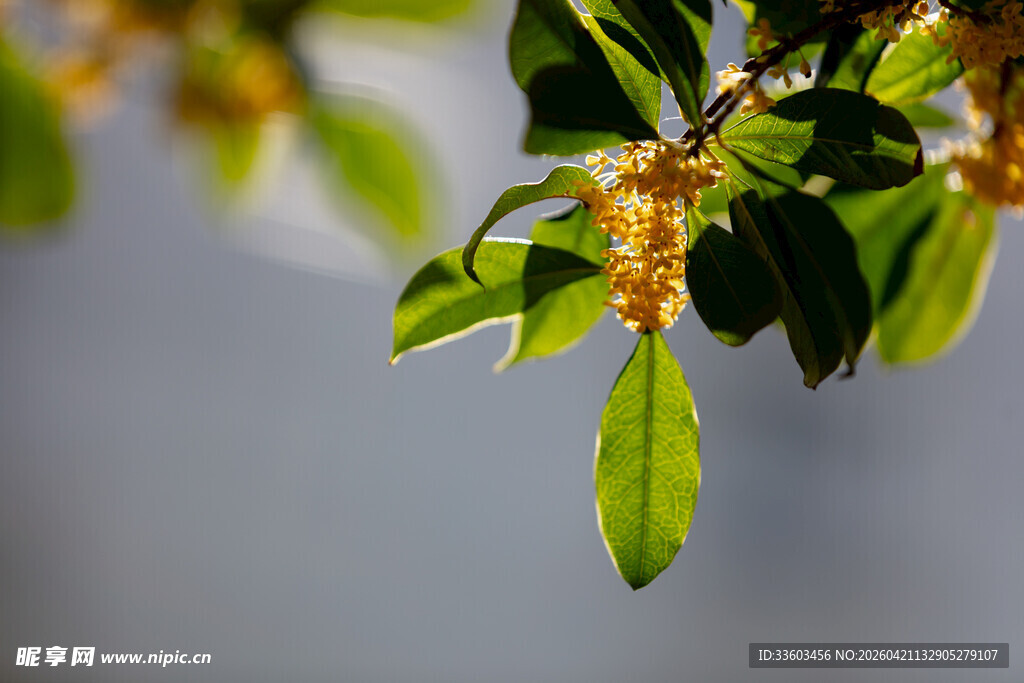 枝头绿叶间的黄色小花