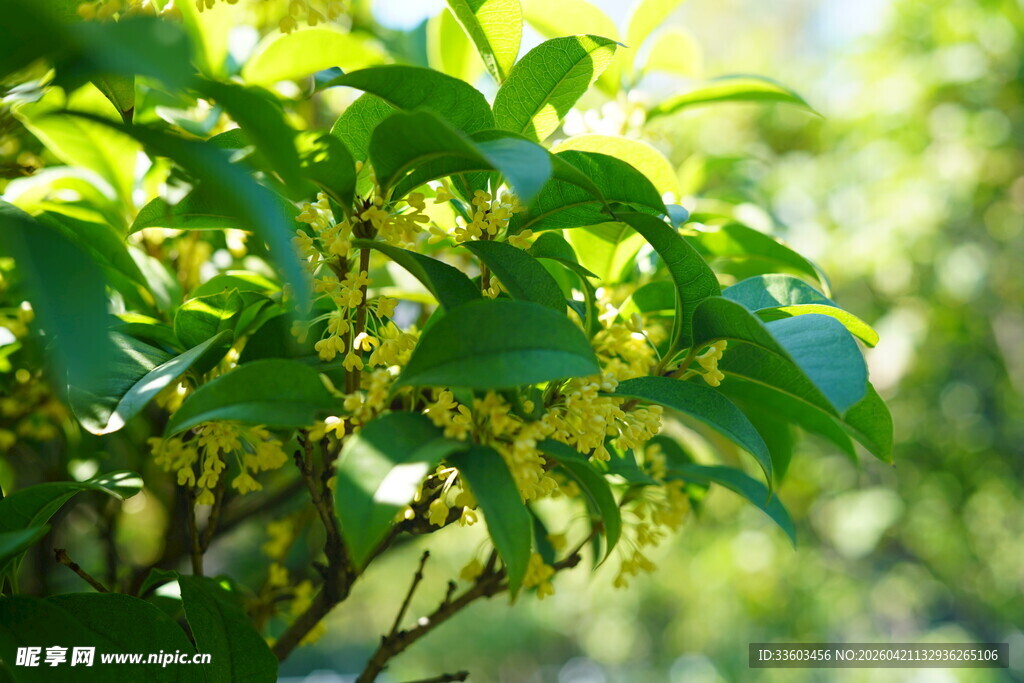 绿叶间的黄色小花绽放